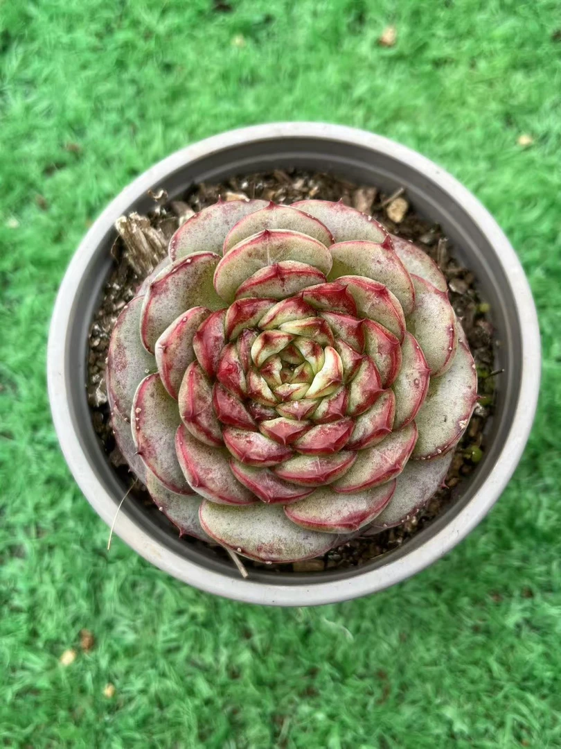 千云 Q  精品天鹅绒  多肉植物阳台  庭院新手好养
