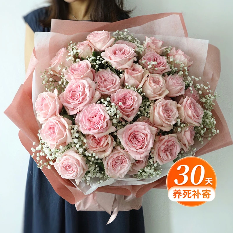 天狼月季 粉哈娜/粉荔枝 粉色多季大花杂交茶香月季盆栽