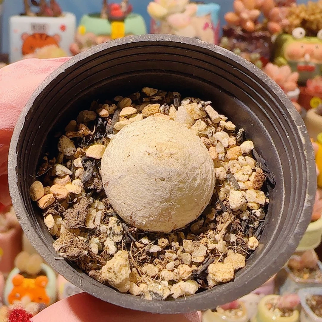 T可爱灯泡盆口3.5cm