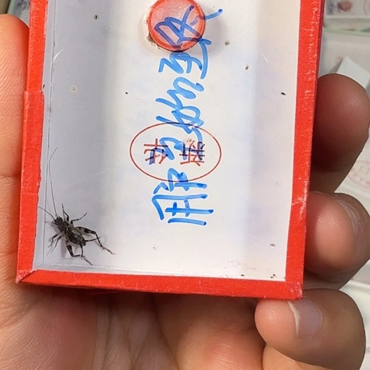 用***终蟋蟀3333333333333333