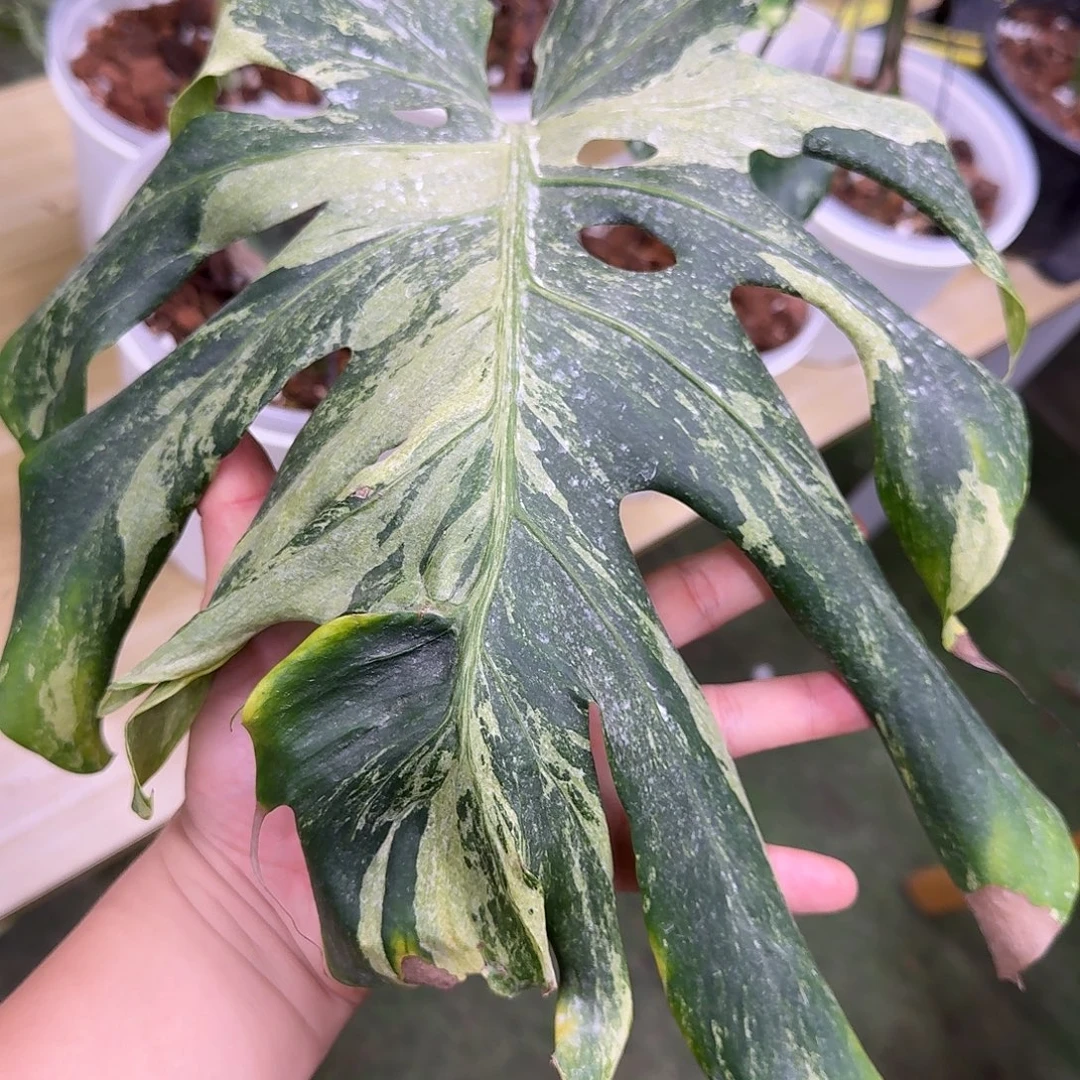 无花朵皱叶海洋薄荷