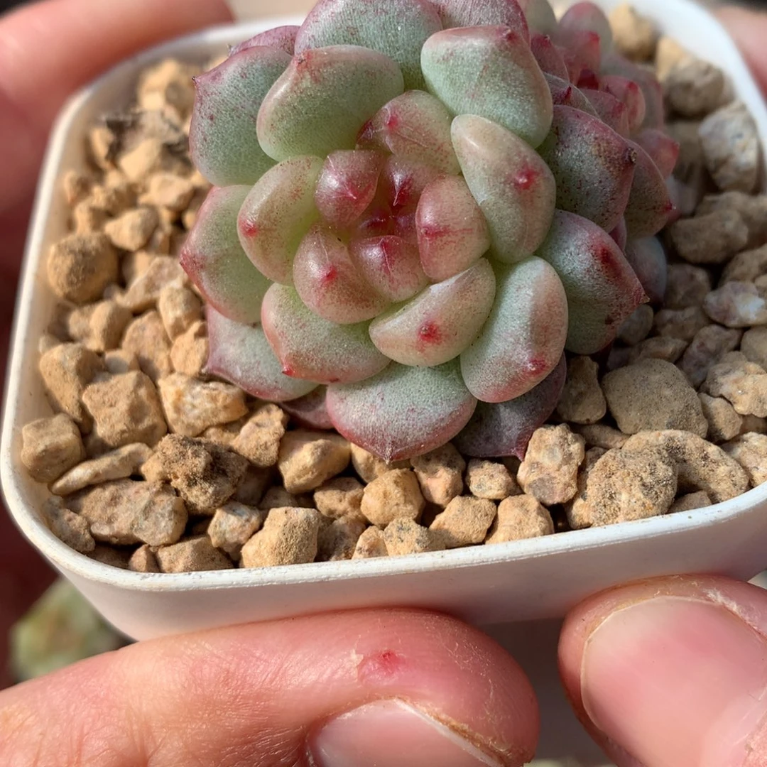 3头圆叶粉白心。      珍妮多肉。   5号