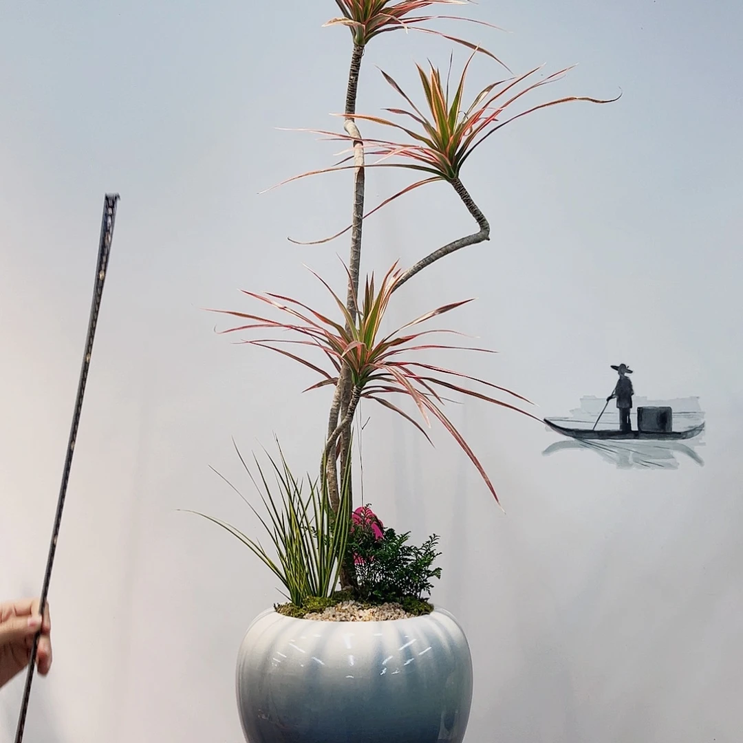 高端绿植一物一拍