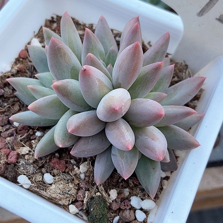 多肉植物车厘子1725朵朵四头