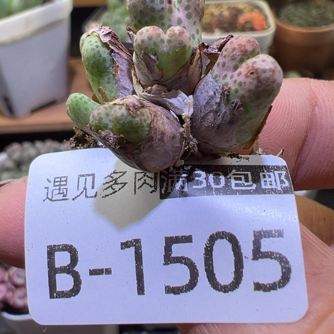 多肉植物111111111111