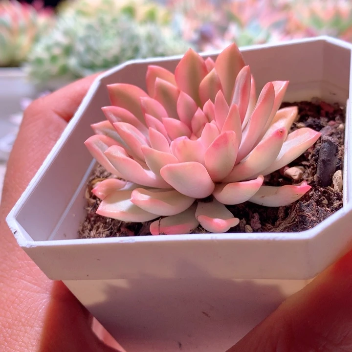 红宝石白覆轮锦有根