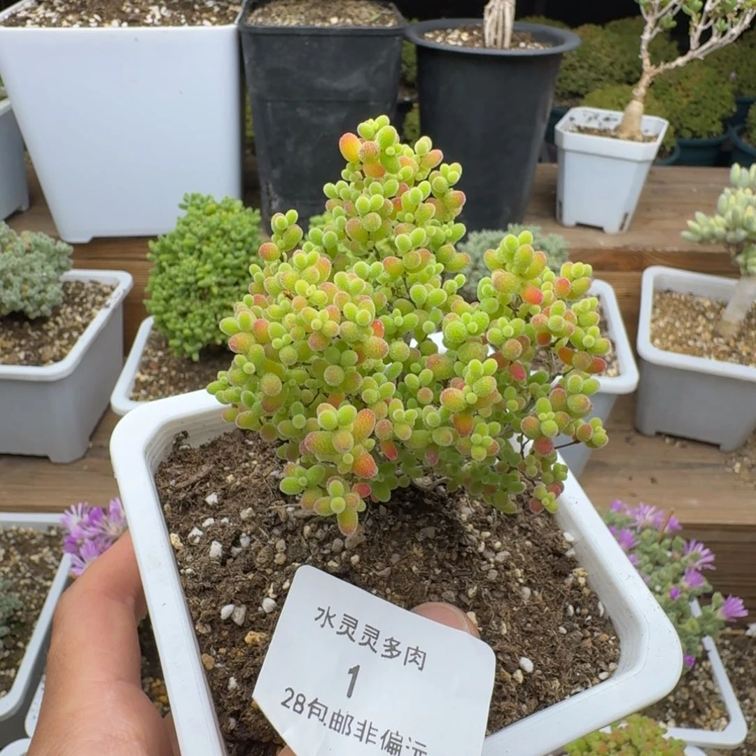 王**下1号蜜橘糖球多肉。