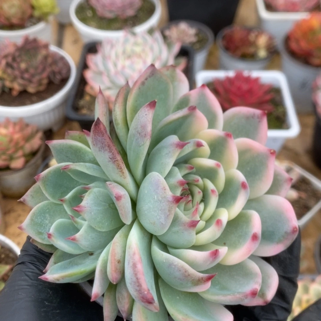 402吉娃娃锦锦锦锦锦锦