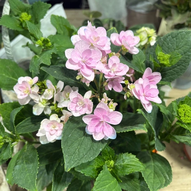 佳澄绣球苗到手一盆