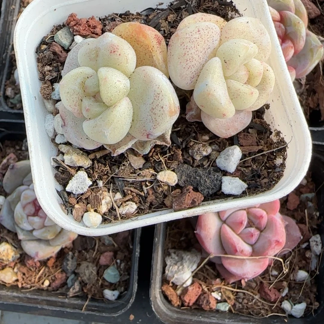 多肉小卡拉米糖心一物一拍