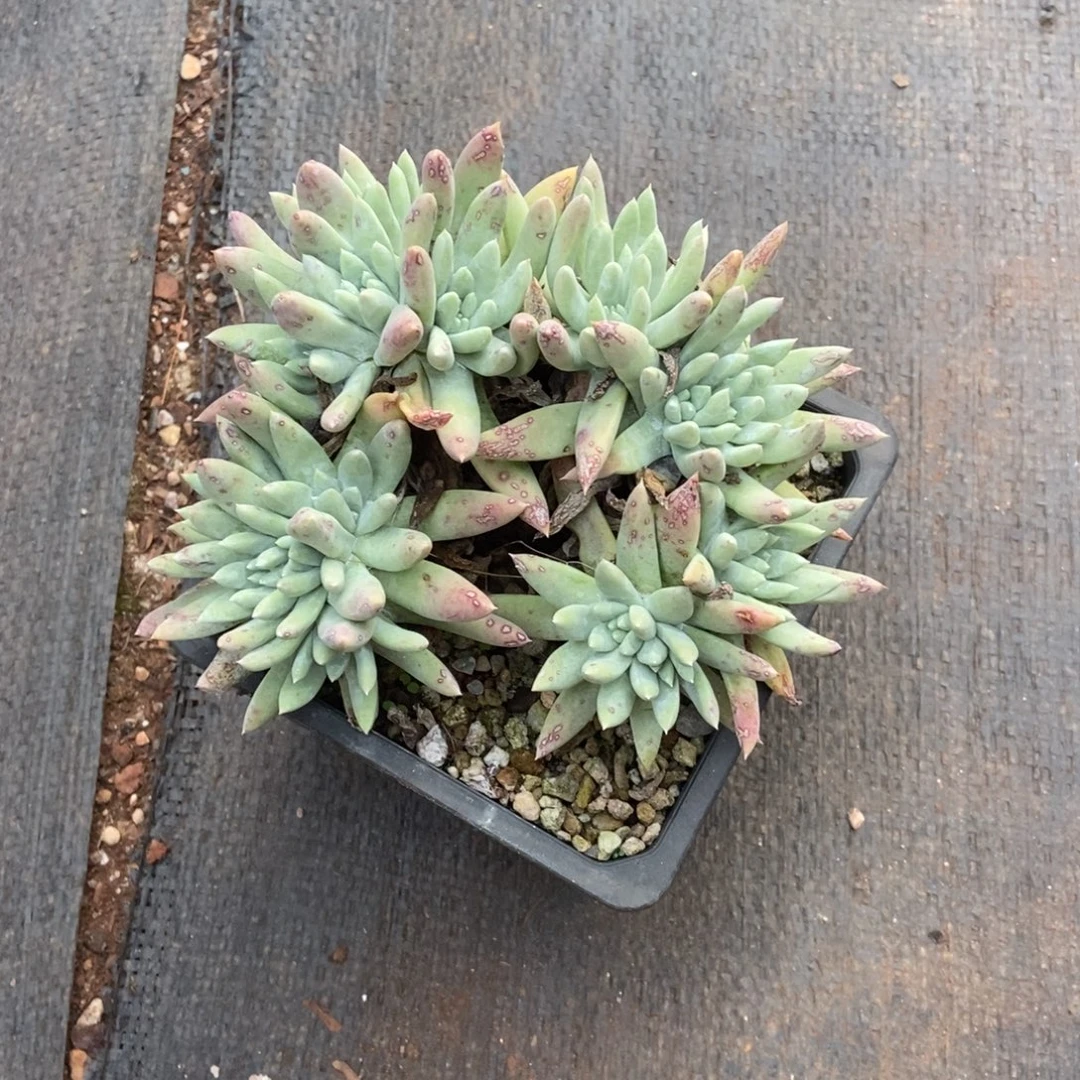 白姆缀多肉植物啦啦啦