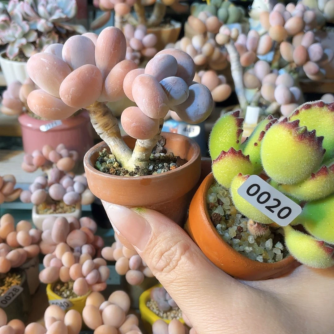 泡***夏多肉植物的生长发育和生长