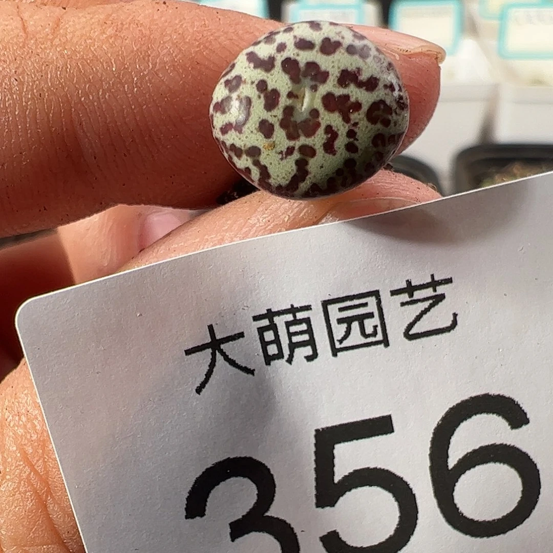 0000356 一物一拍……