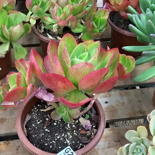 红菱220  全场默认微瑕 7-8天发货