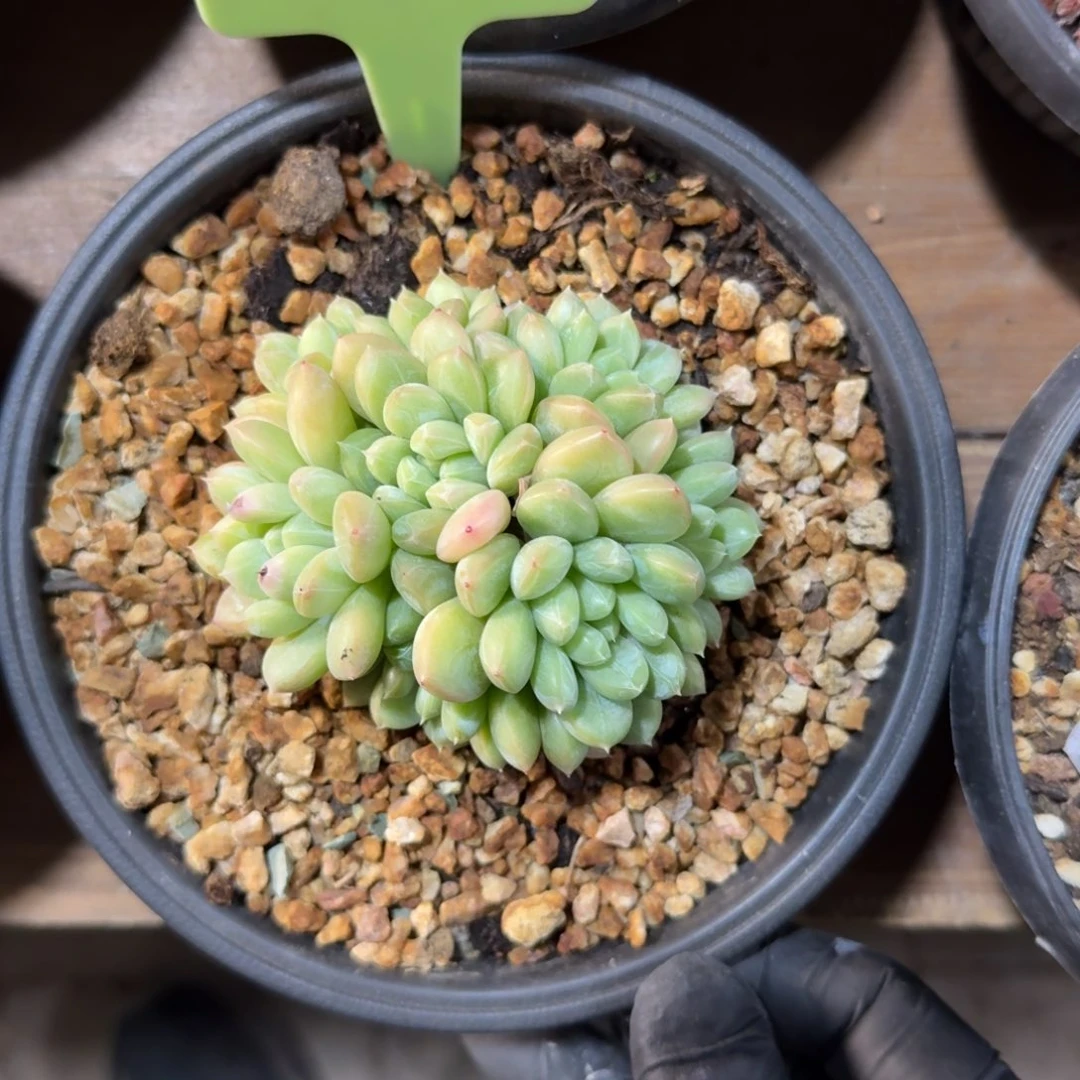 百达翡翠1111111111111111