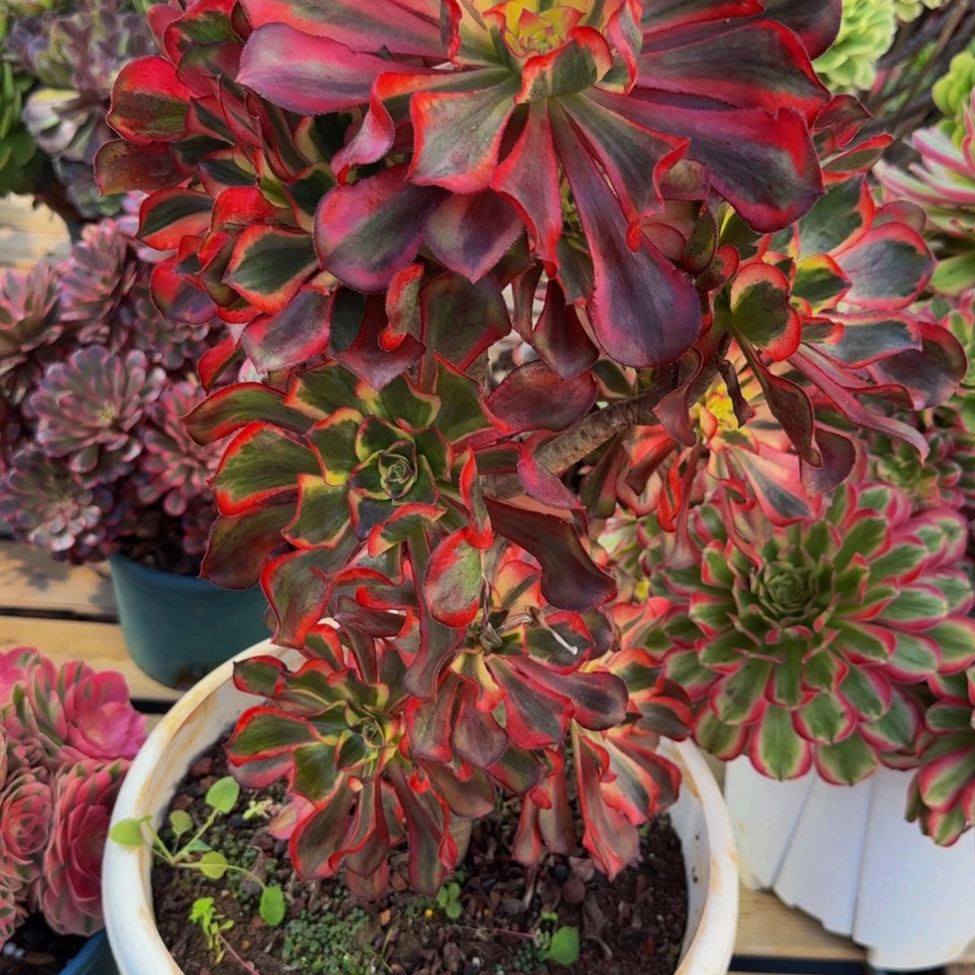 美***。958多肉植物法师号