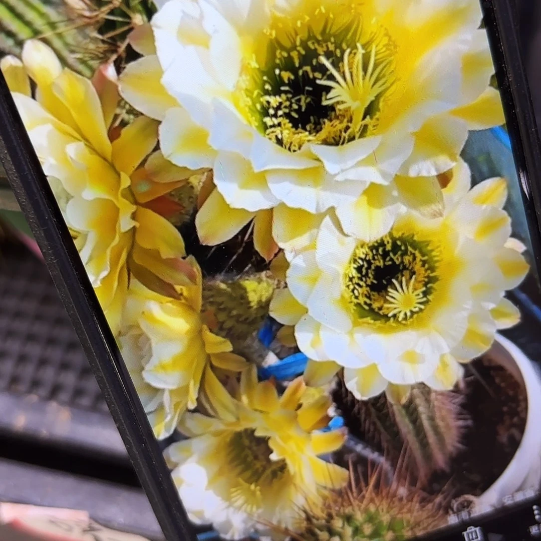 六月五毛侧牙别呀20包邮21