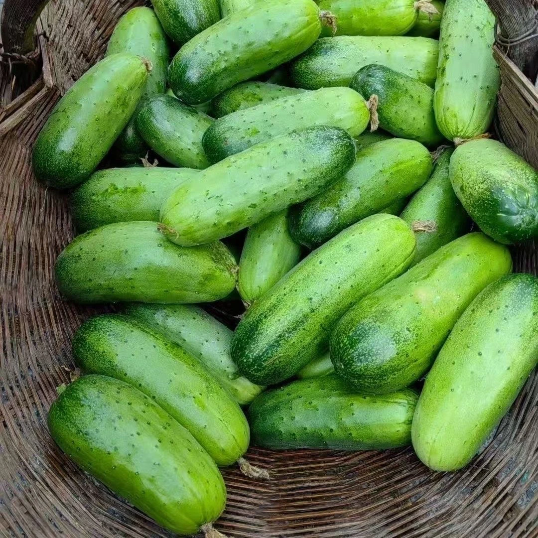 湖北随州农家自种短黄瓜现摘新鲜蔬菜旱黄瓜生吃黄瓜不打农药