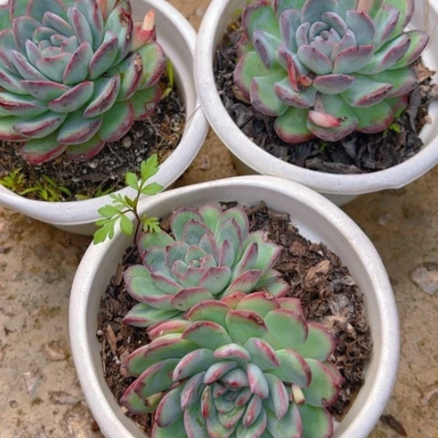 精品多肉夜宴三个