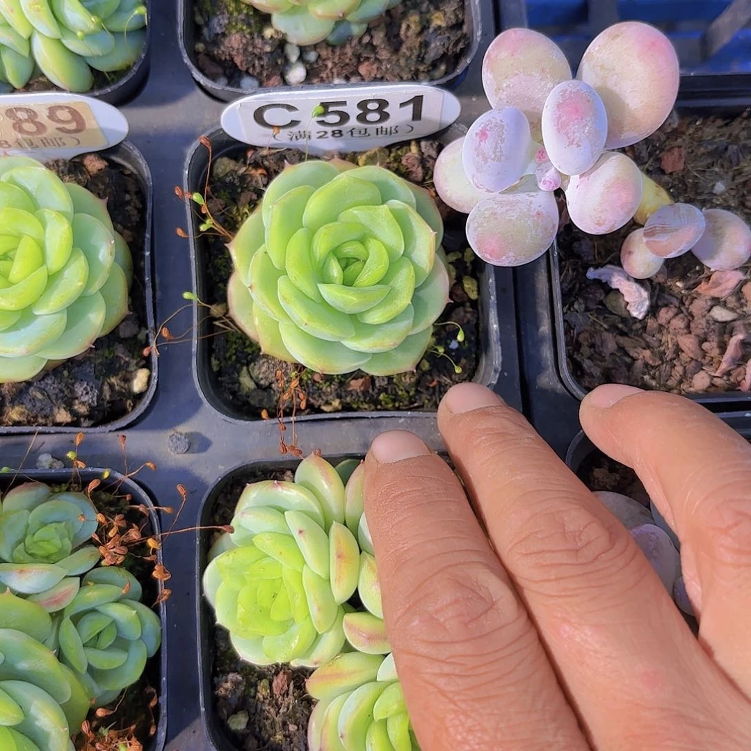 达***.C581宝宝绿一物一拍