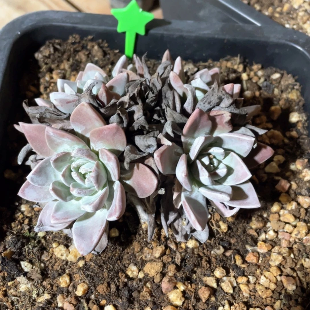 厚叶花朵粗桩福利