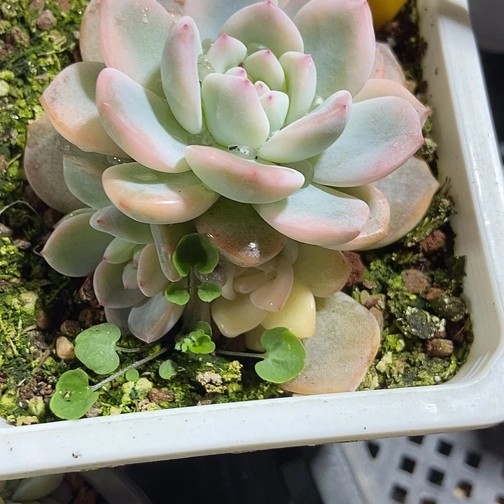 多肉植物梦露锦1946