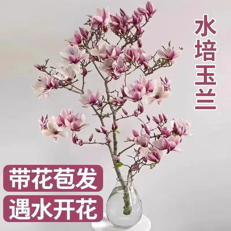 遇水开花水培玉兰花卉浓香型室内水培白玉兰紫玉兰鲜花干枝花卉