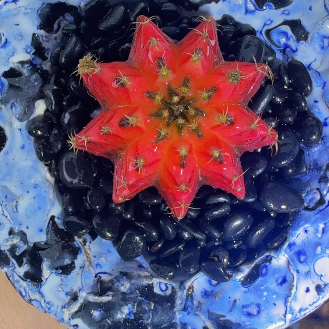 红蜻蜓00000000000008