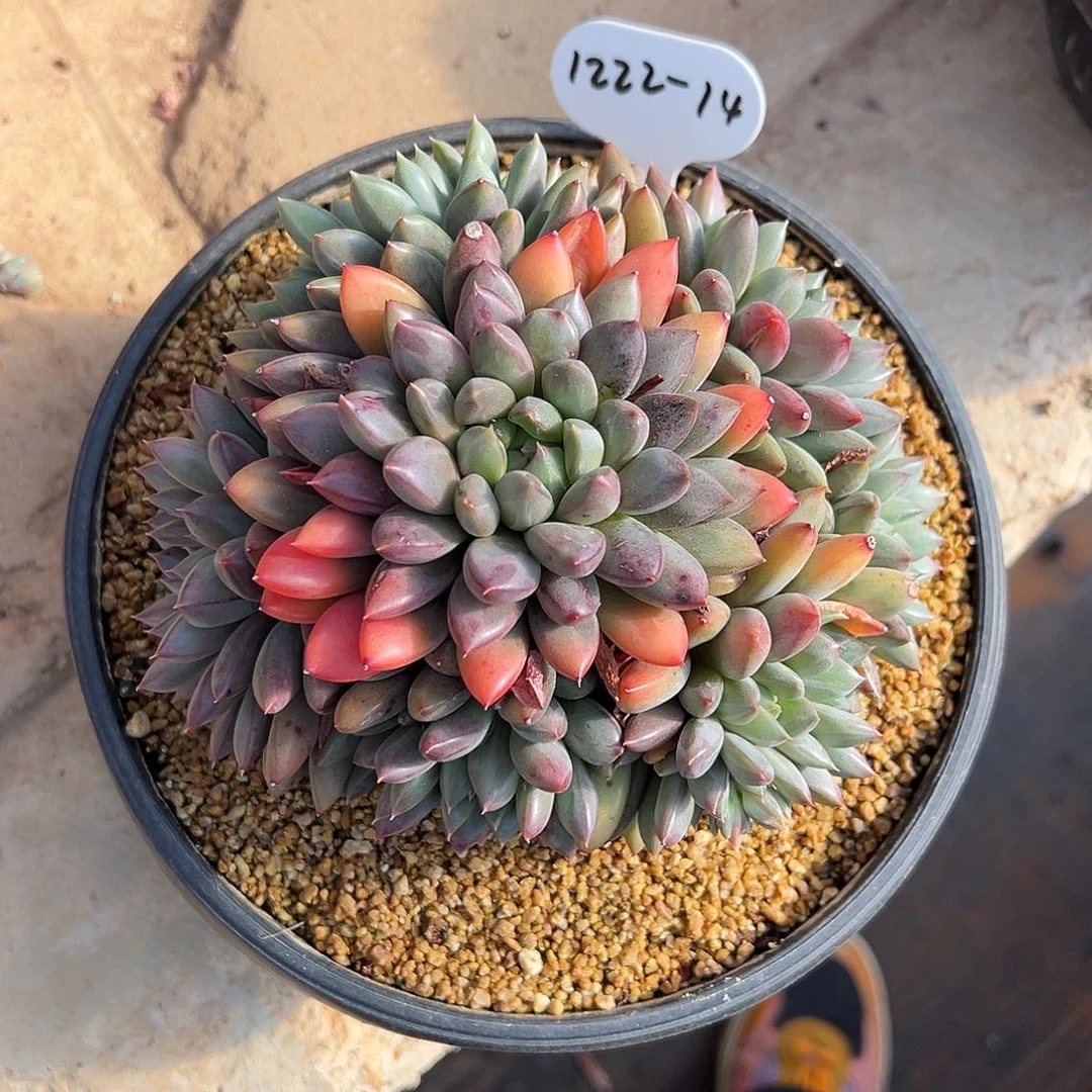 憧***花1222-14如烟美人。