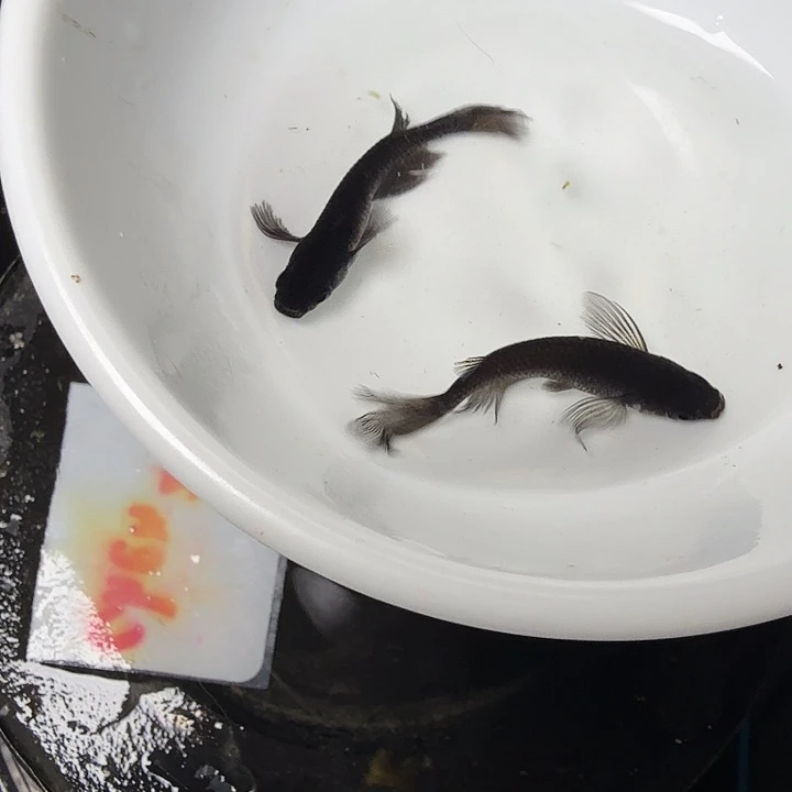 青鳉鱼95号拍品长鳍大蛇