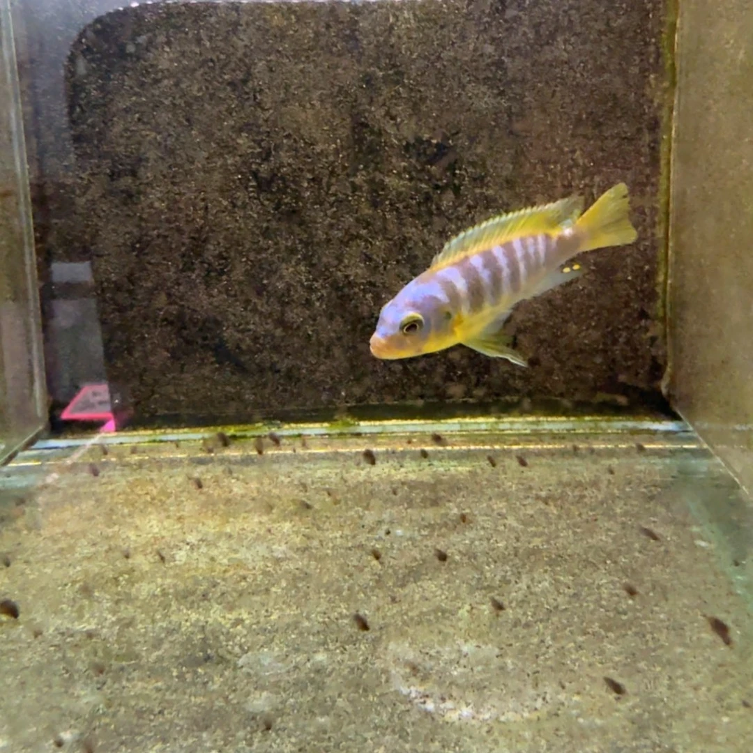 慈鲷957克里索。
