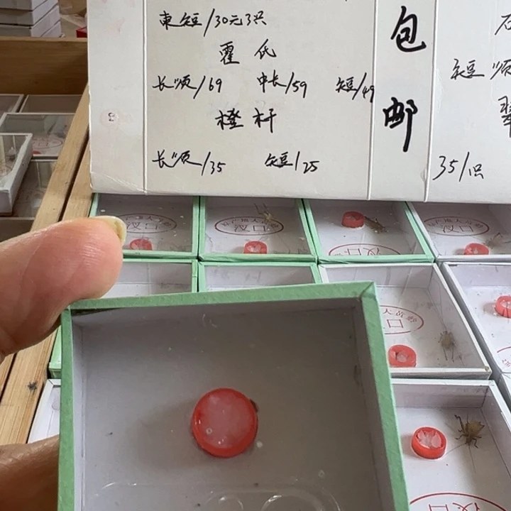 临***收一只野大黄好可爱