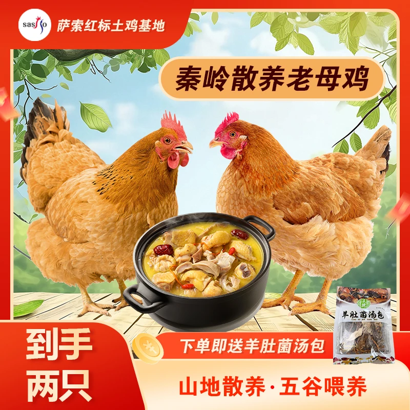 两只秦岭散养500天黄油老母鸡【 煲汤高营养鸡汤】赠羊肚菌菇包*2