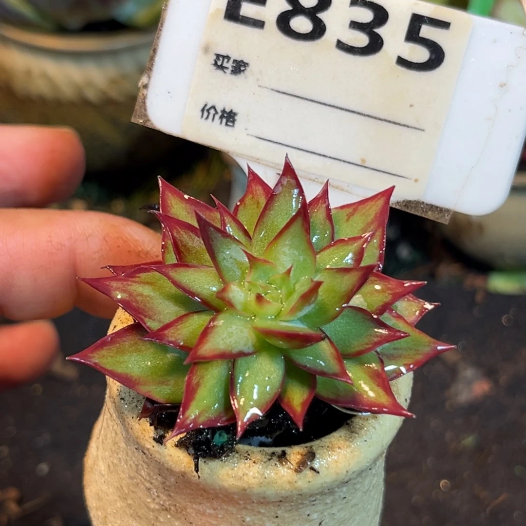 太阳花型惊鸿一瞥多肉植物835