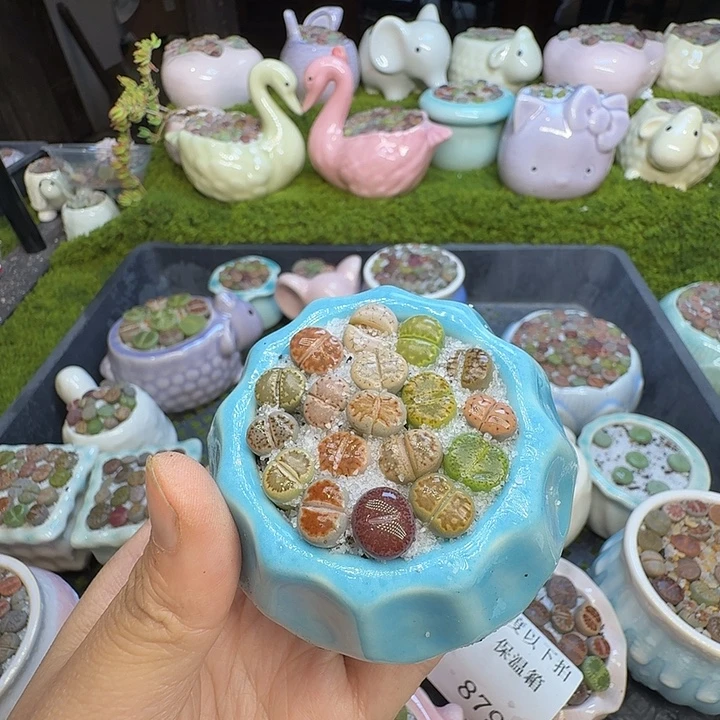 阿***货多肉植物开播福利888