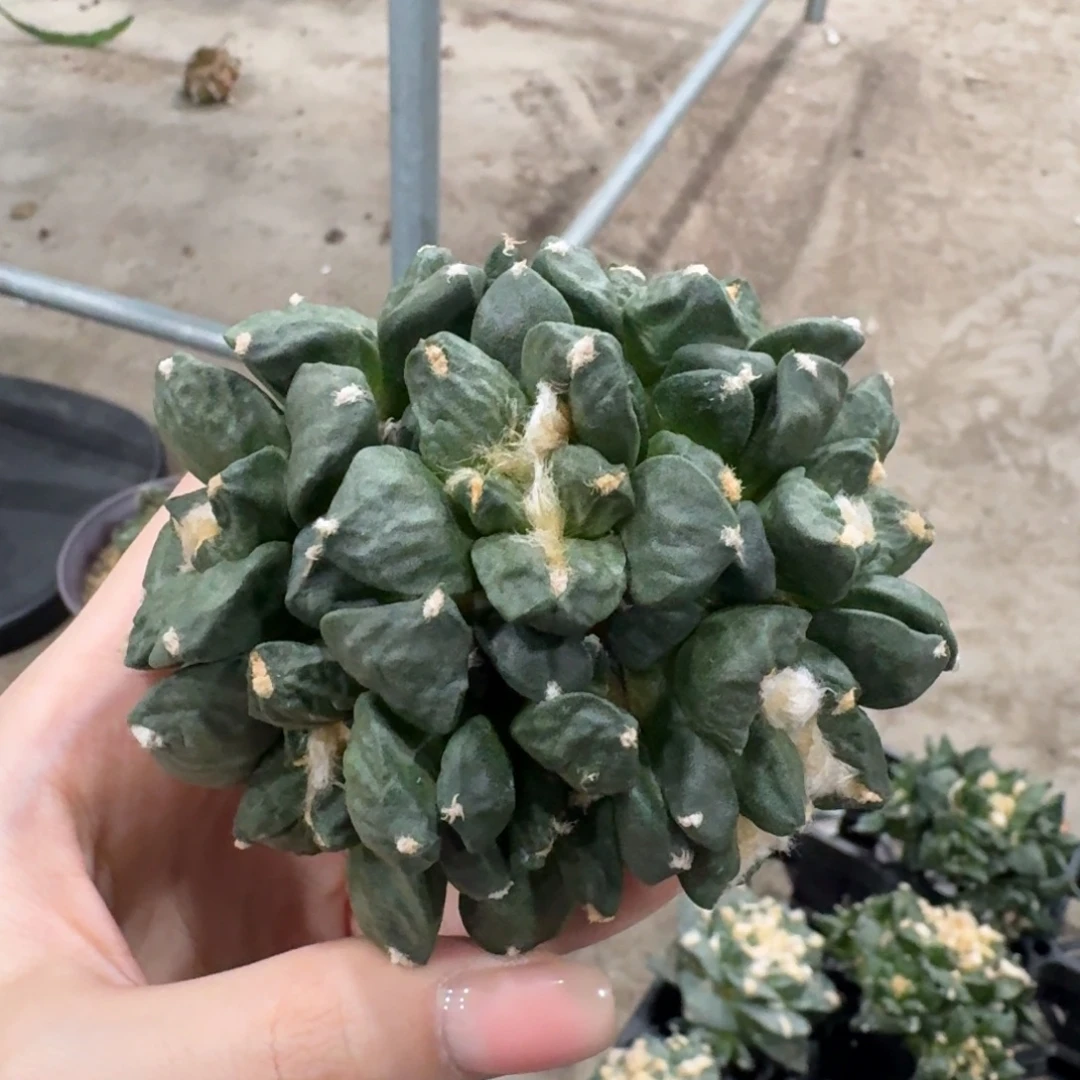 9.3cm青瓷手捧花群无根