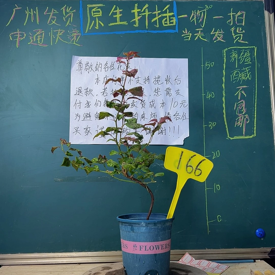 当前无花栽培后可以开花黑玛丽 造型 166