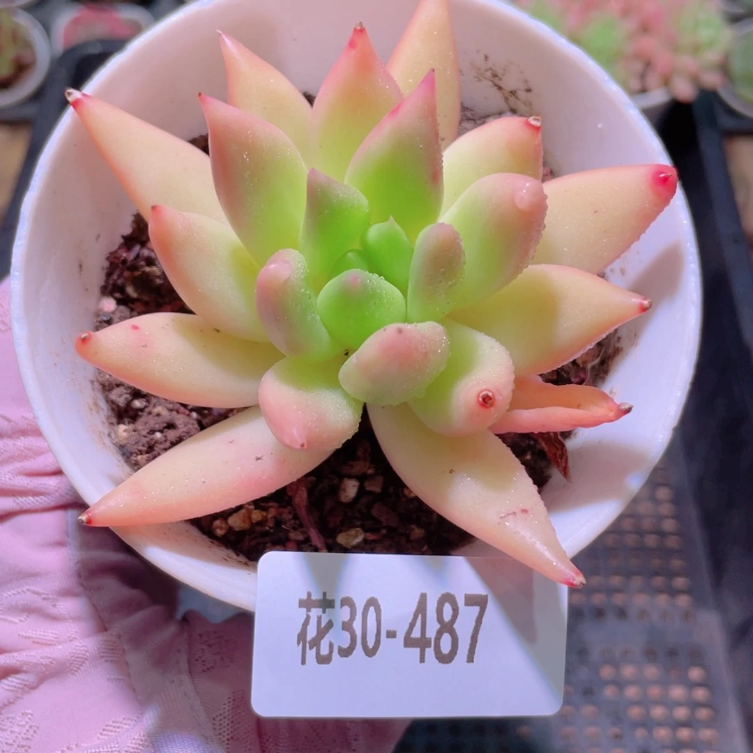 花利美30-487流星