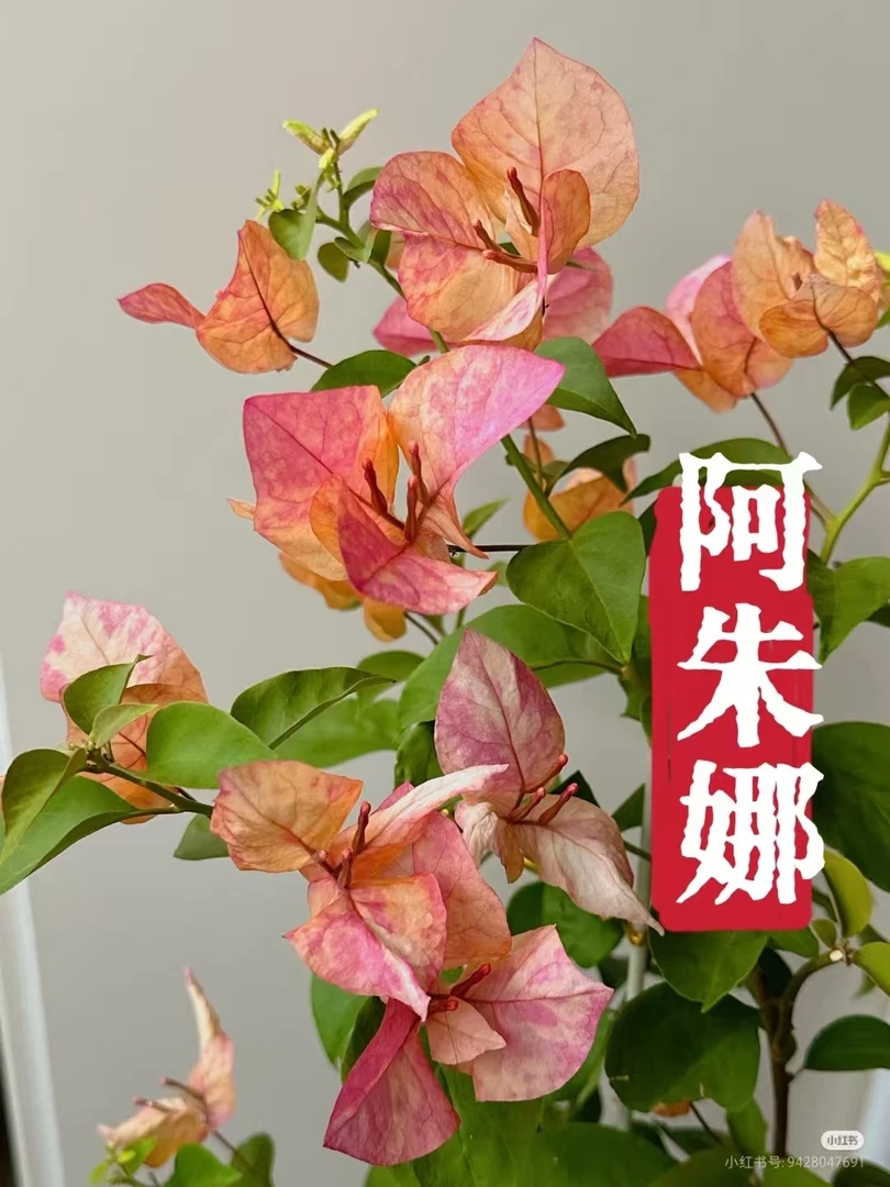 【阿朱娜】一物一拍原盆原土三角梅基地直发带花发货