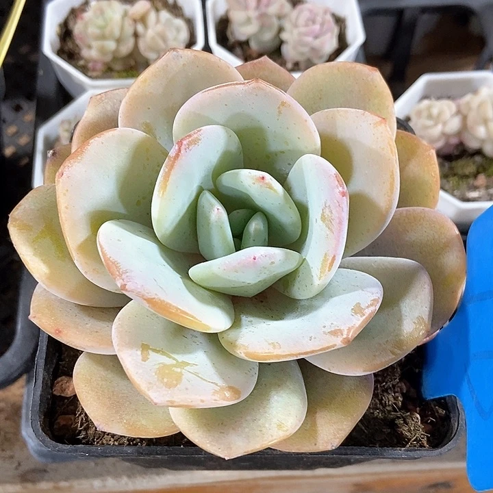 多肉植物奶茶793