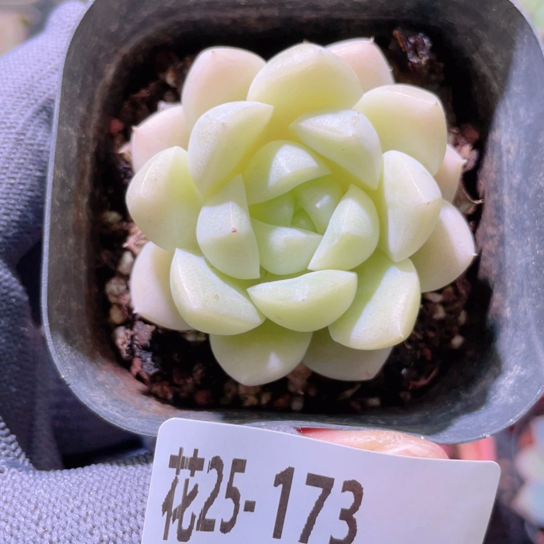花利美25-173新品