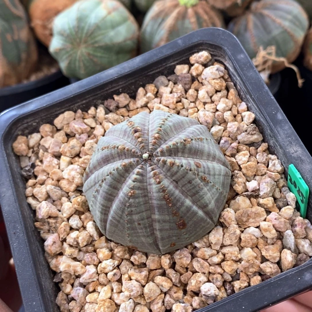 18 欧系实生布纹球多肉植物