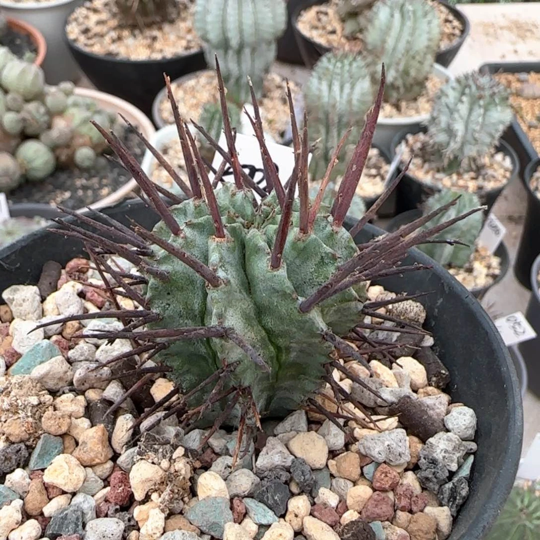 2002脱土发 大型狂刺白衣