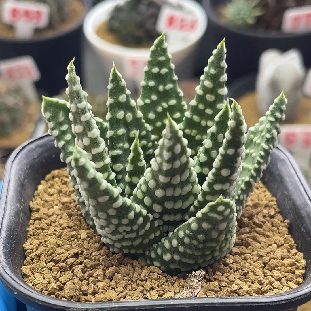 实生特百尤钱型密尤地上星
