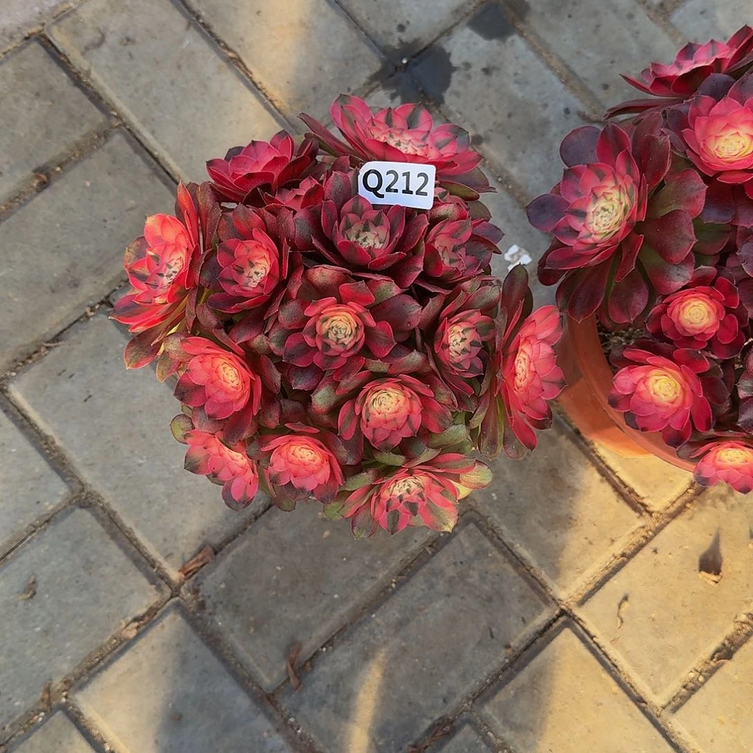 潇**生212荔枝丛林44冠服20.1左右丛林小颗的