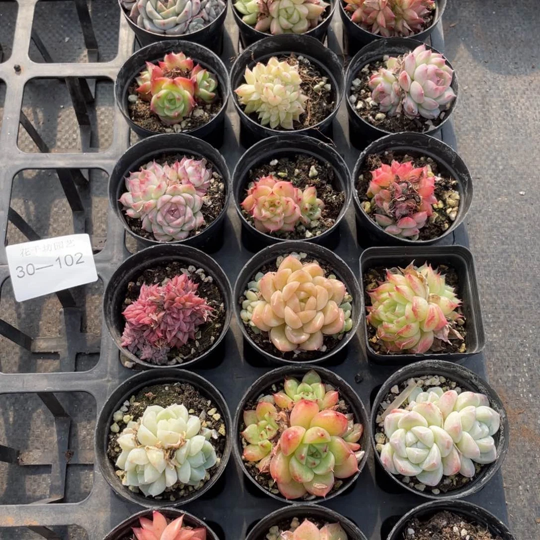 小**林一物一拍18颗30-102