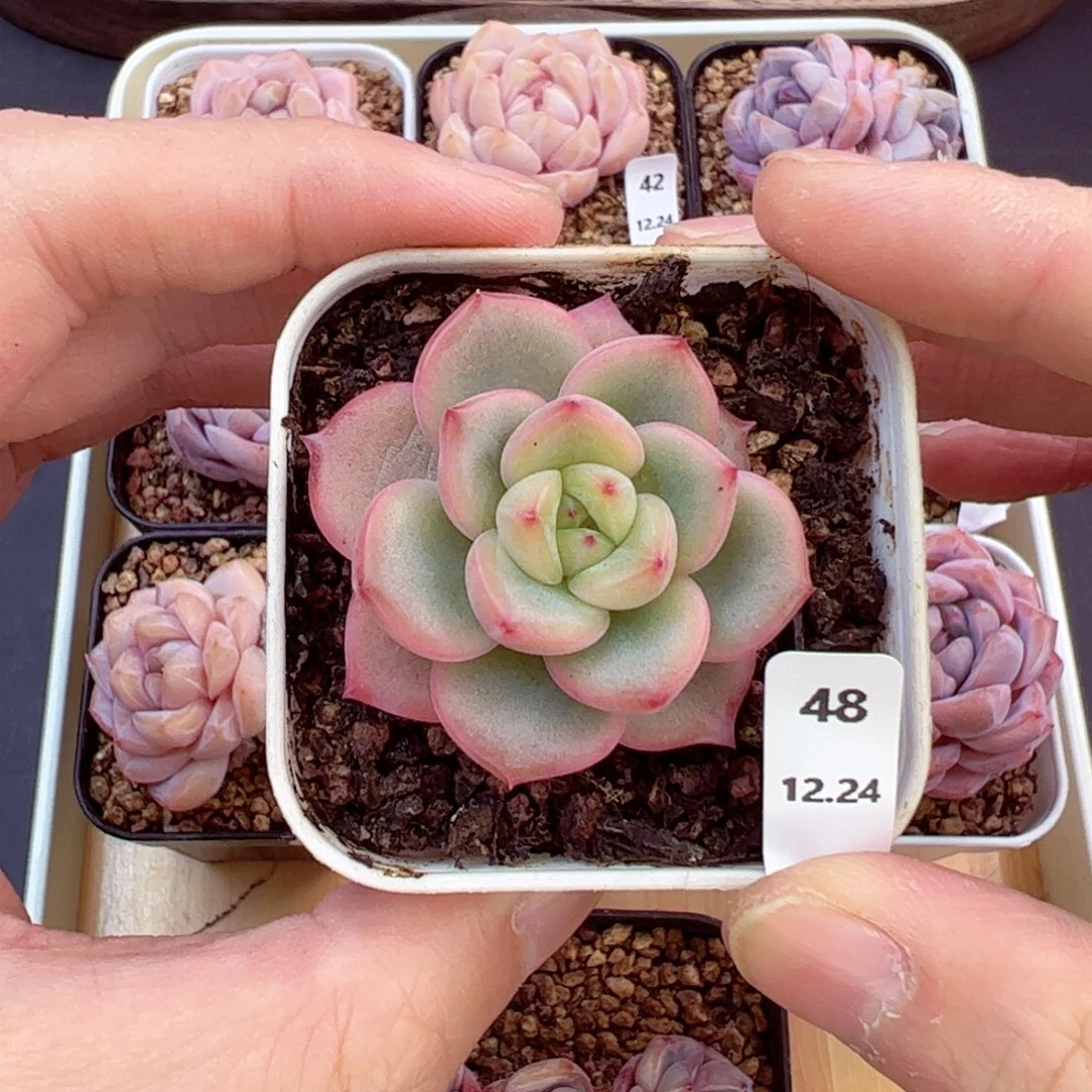 好好看48、哈哈哈哈