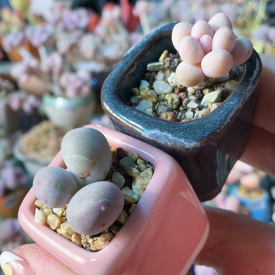 D****i多肉植物的生长发育与生长发育的关系等