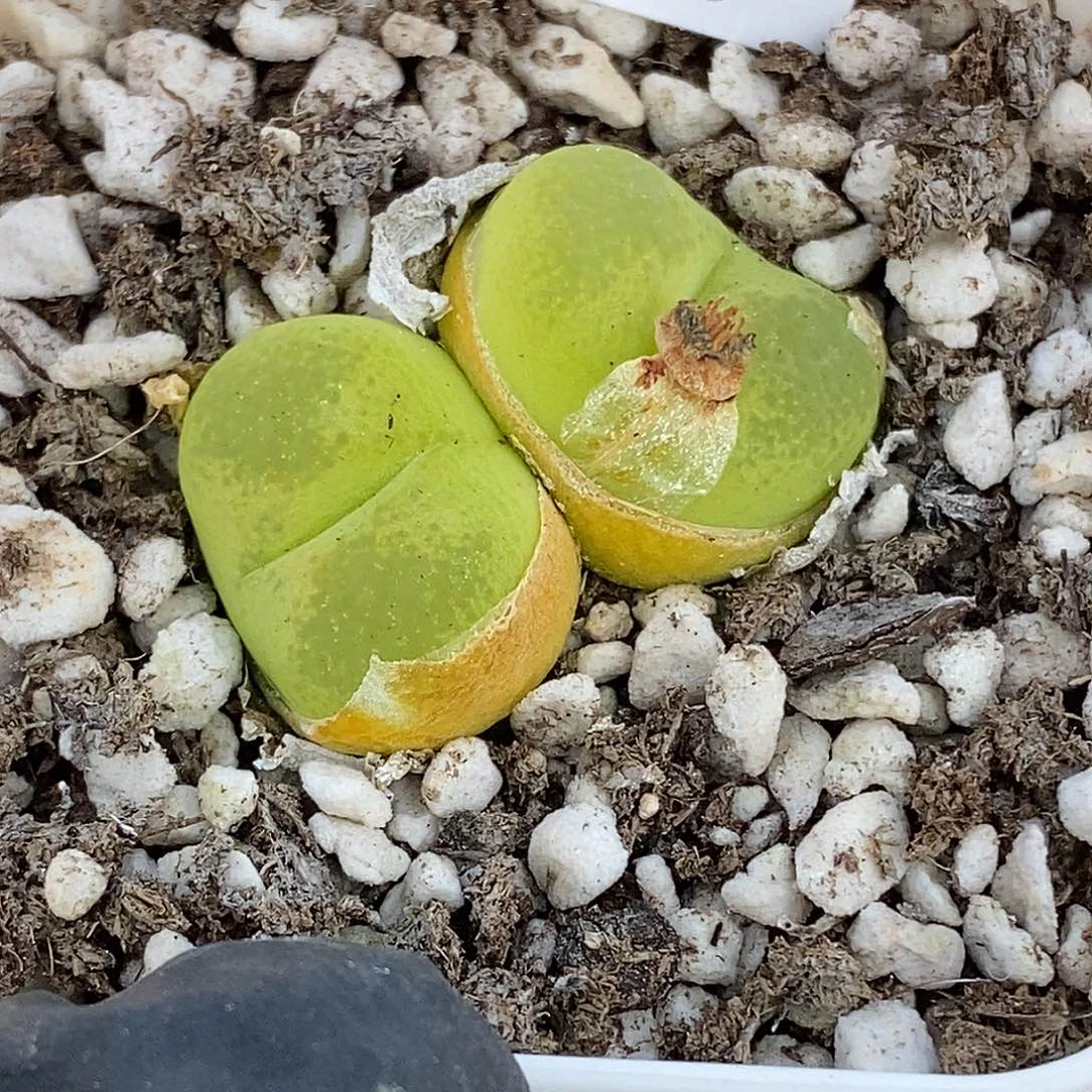 桃喜花园0510-91毛