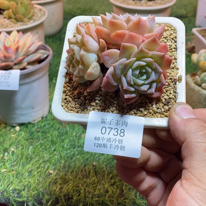 0738啊啊啊啊啊啊啊啊啊啊